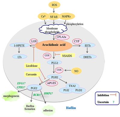 Potential Antifungal Targets against a Candida Biofilm Based on an Enzyme in the Arachidonic Acid Cascade—A Review